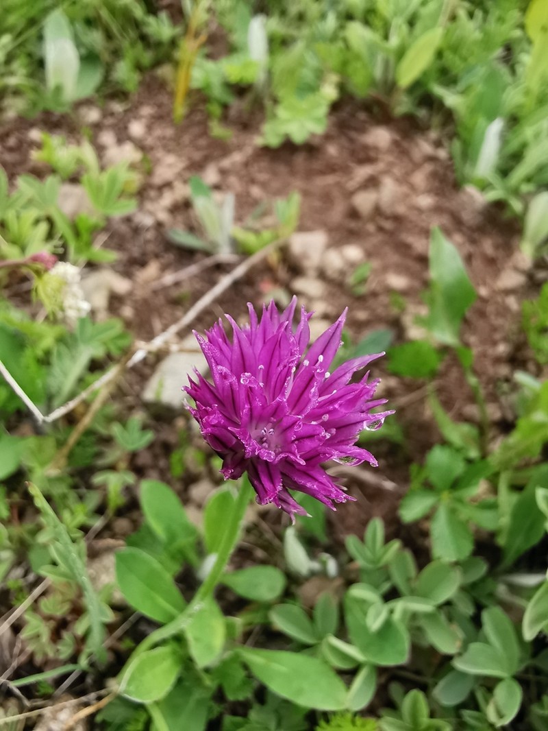 Allium aucheri photo 3
