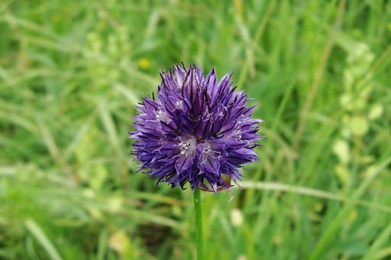 Allium aucheri photo 4