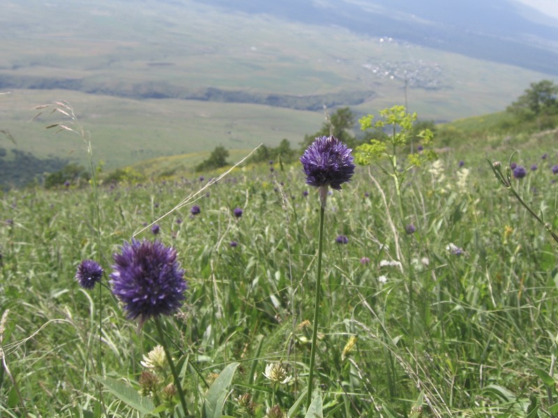 Allium aucheri photo 5