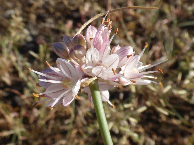 Allium austrodanubiense photo 2