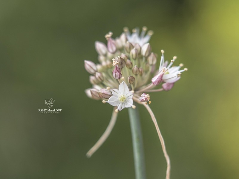 Allium austrodanubiense photo 3