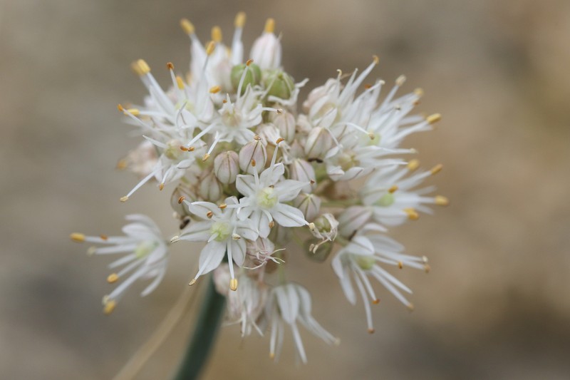 Allium austrodanubiense photo 5