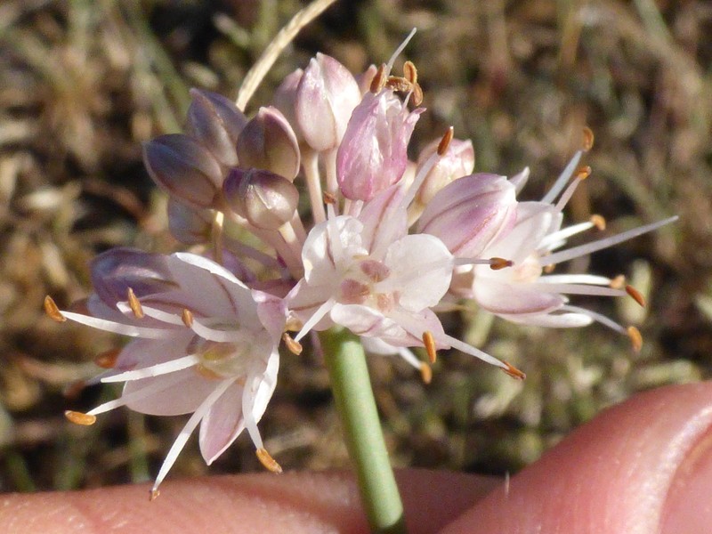 Allium austrodanubiense photo 6