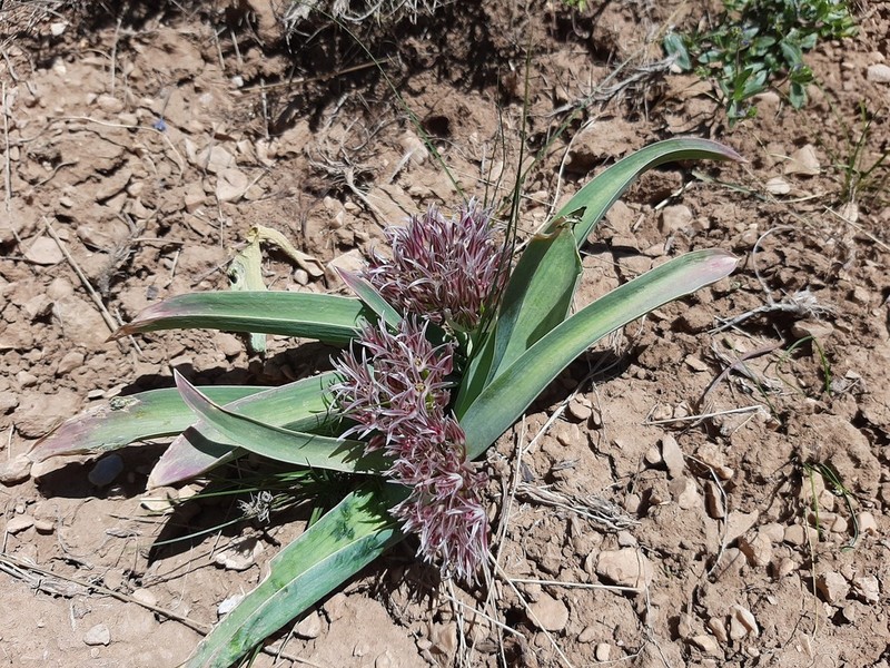 Allium austroiranicum