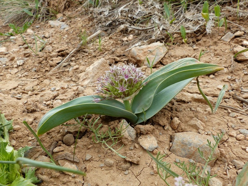 Allium austroiranicum photo 2
