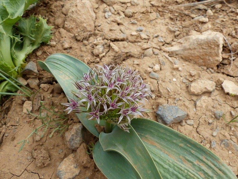 Allium austroiranicum photo 3