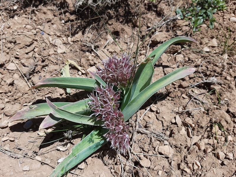 Allium austroiranicum photo 4