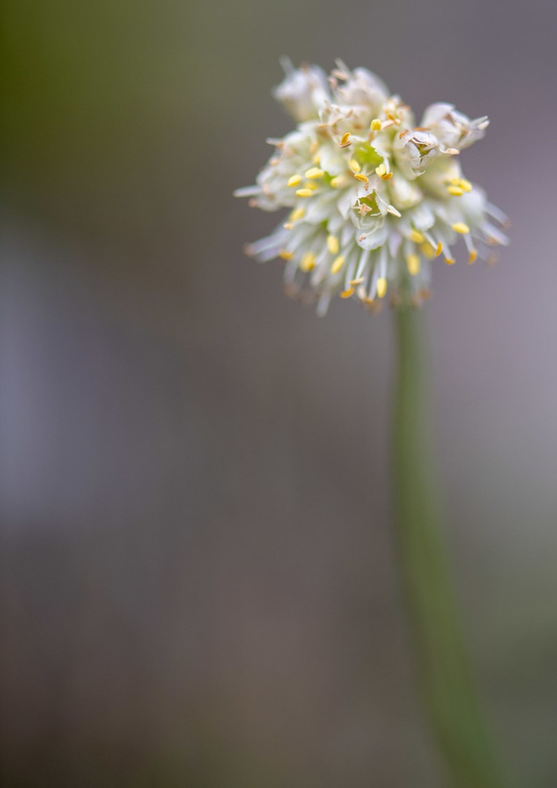 Allium austrosibiricum