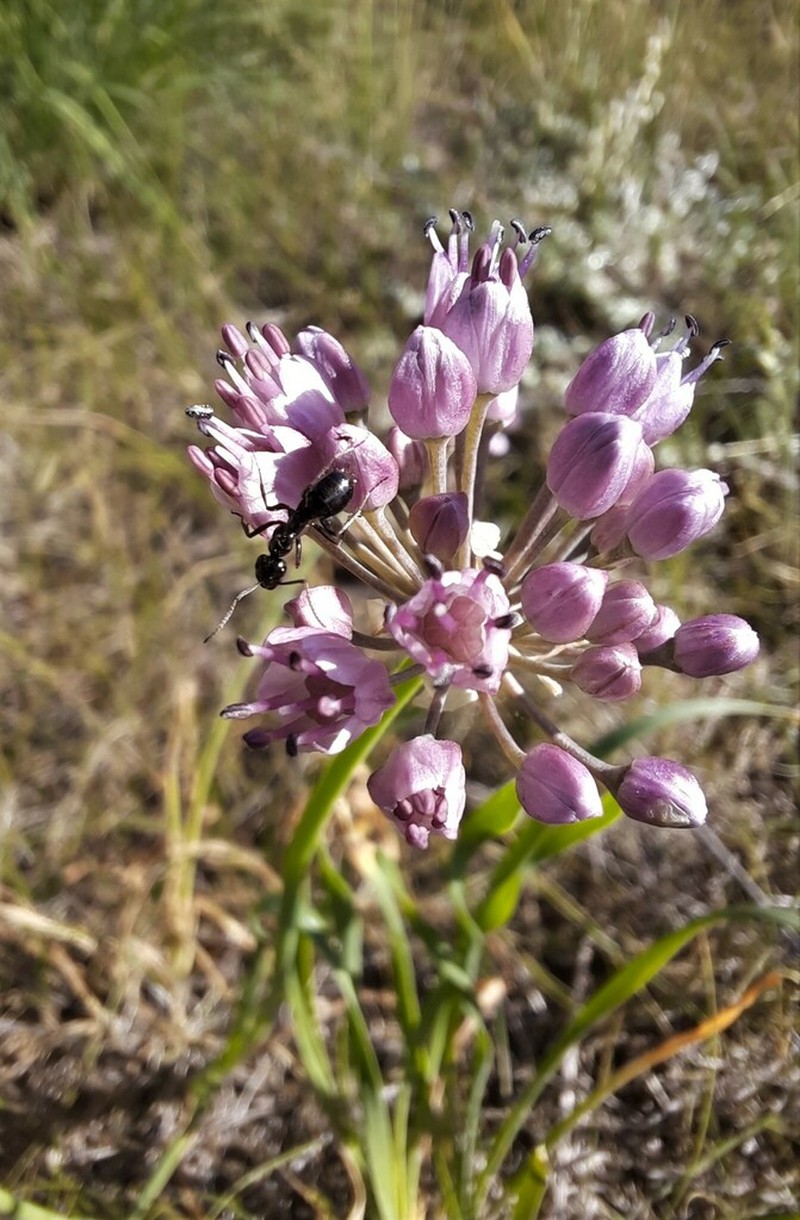 Allium austrosibiricum photo 2