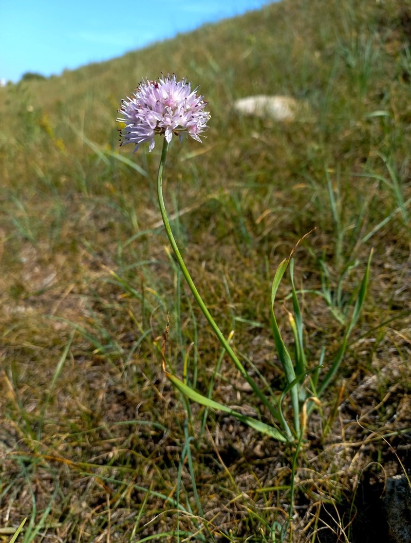 Allium austrosibiricum photo 3