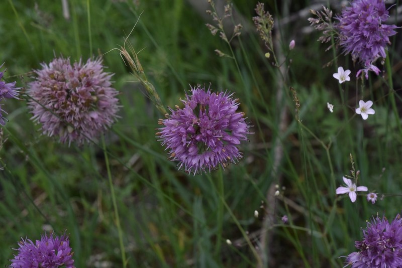 Allium austrosibiricum photo 4