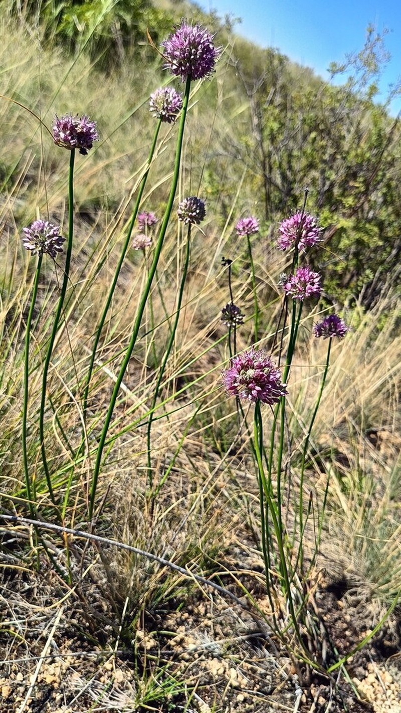Allium austrosibiricum photo 5