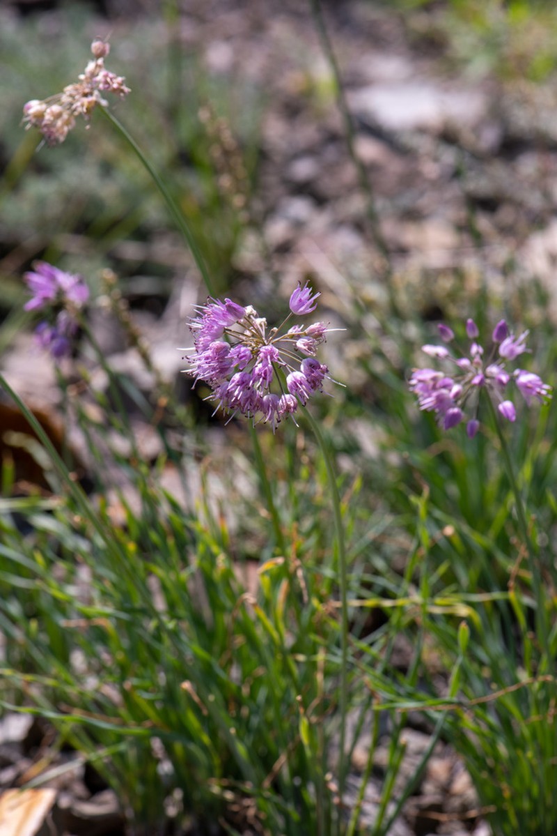 Allium austrosibiricum photo 6