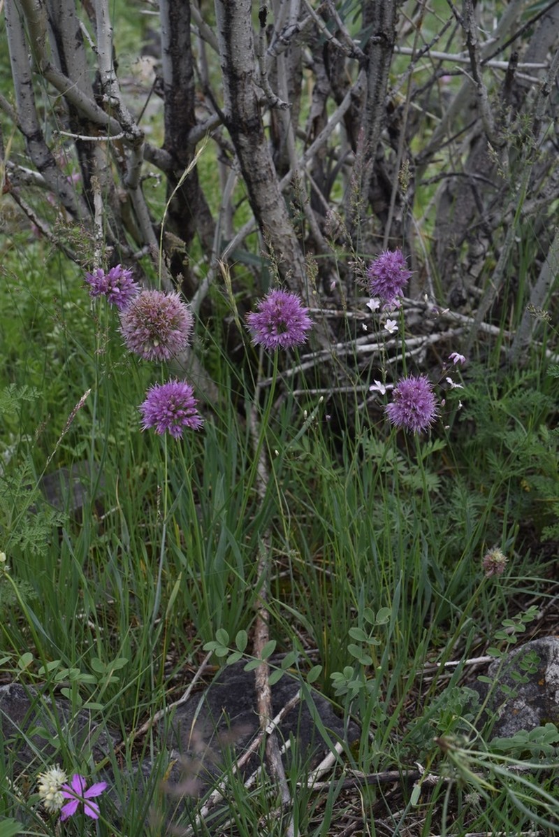 Allium austrosibiricum photo 7