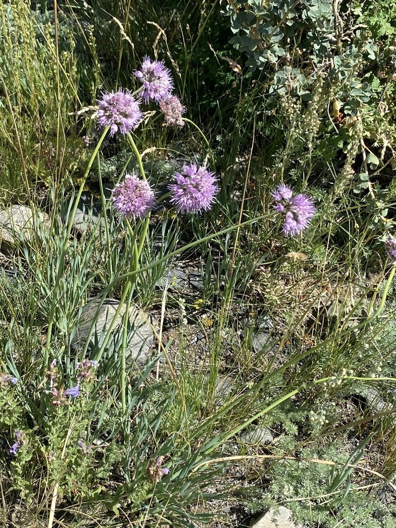 Allium austrosibiricum photo 8