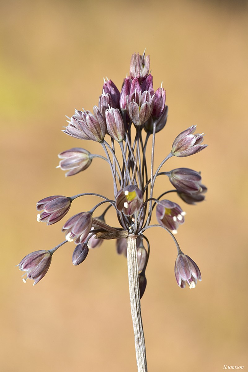 Allium autumnale photo 3