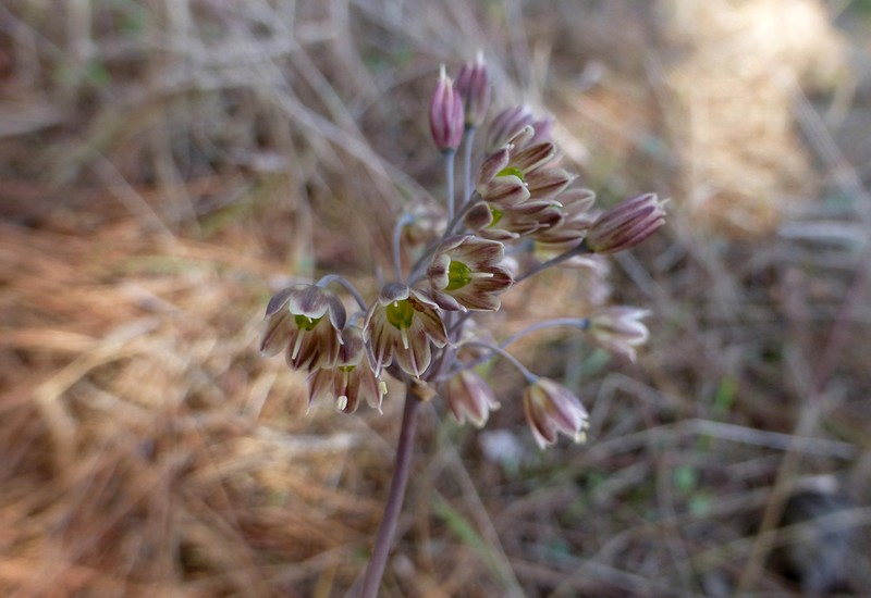 Allium autumnale photo 4