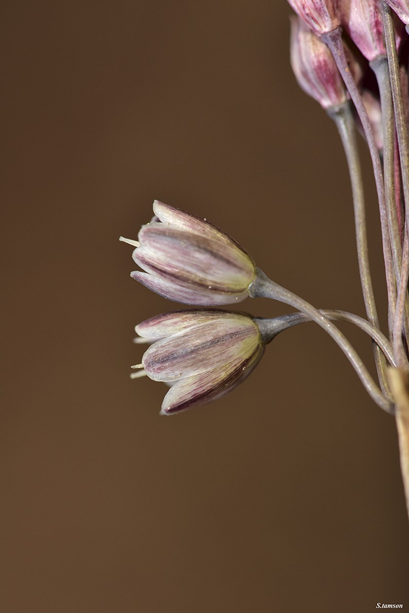 Allium autumnale photo 5