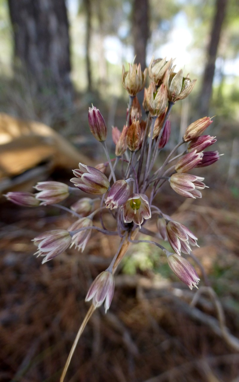 Allium autumnale photo 6