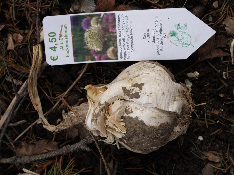 Allium backhousianum