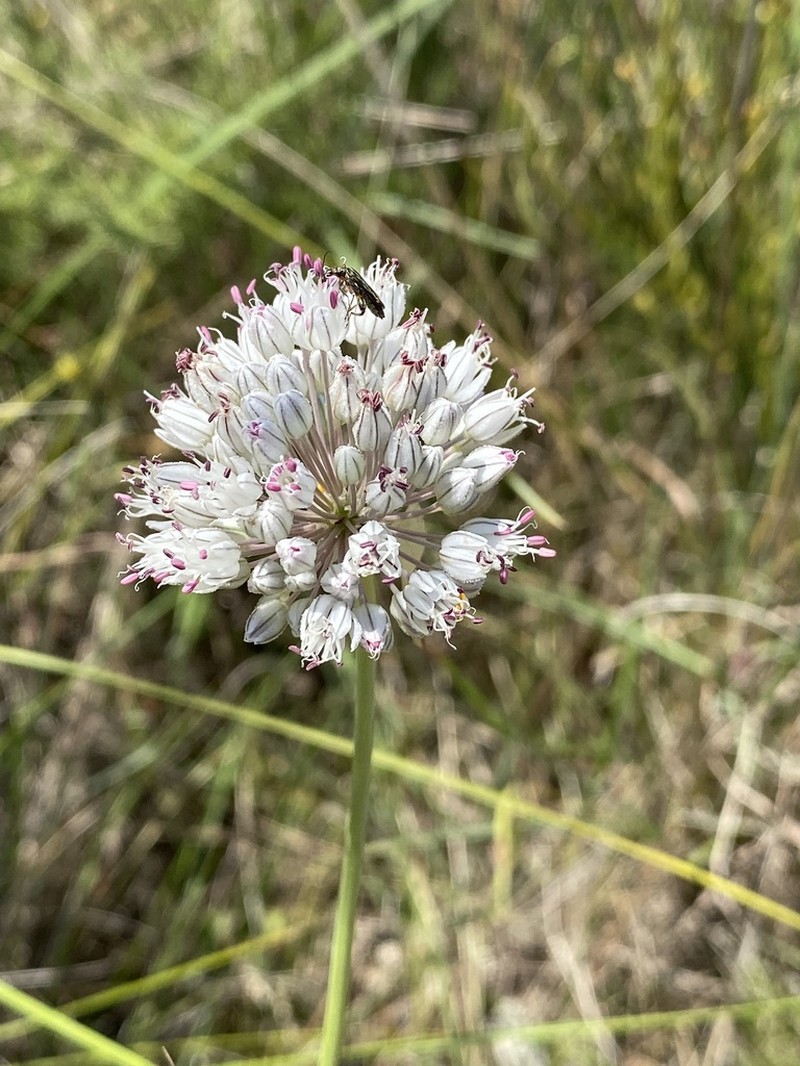 Allium baeticum photo 2