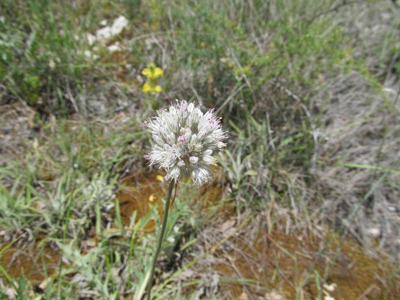 Allium baeticum photo 3