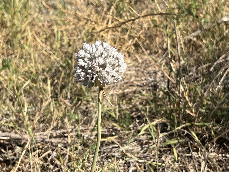 Allium baeticum photo 4