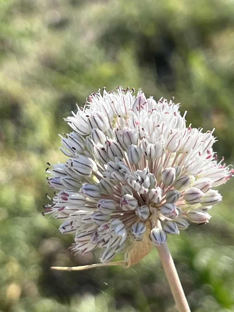 Allium baeticum photo 5