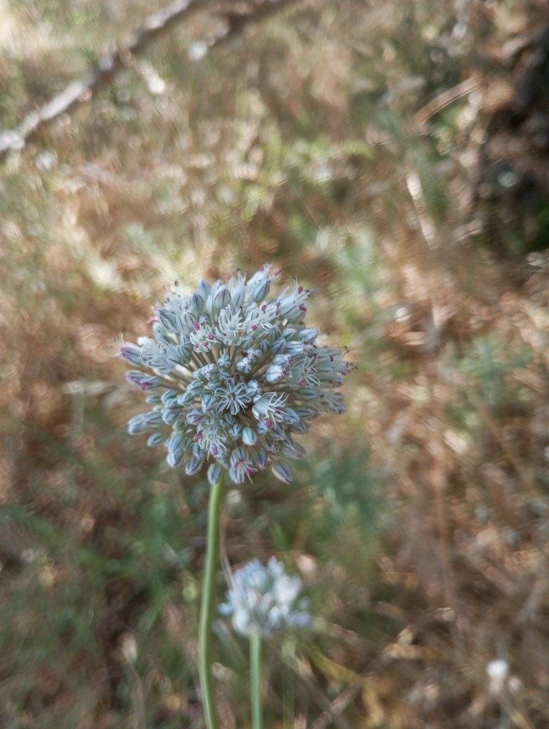 Allium baeticum photo 6