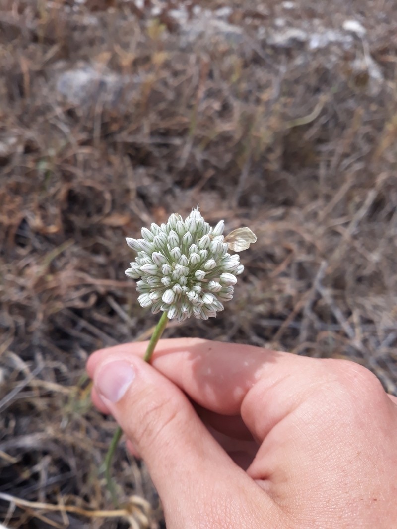 Allium baeticum photo 7