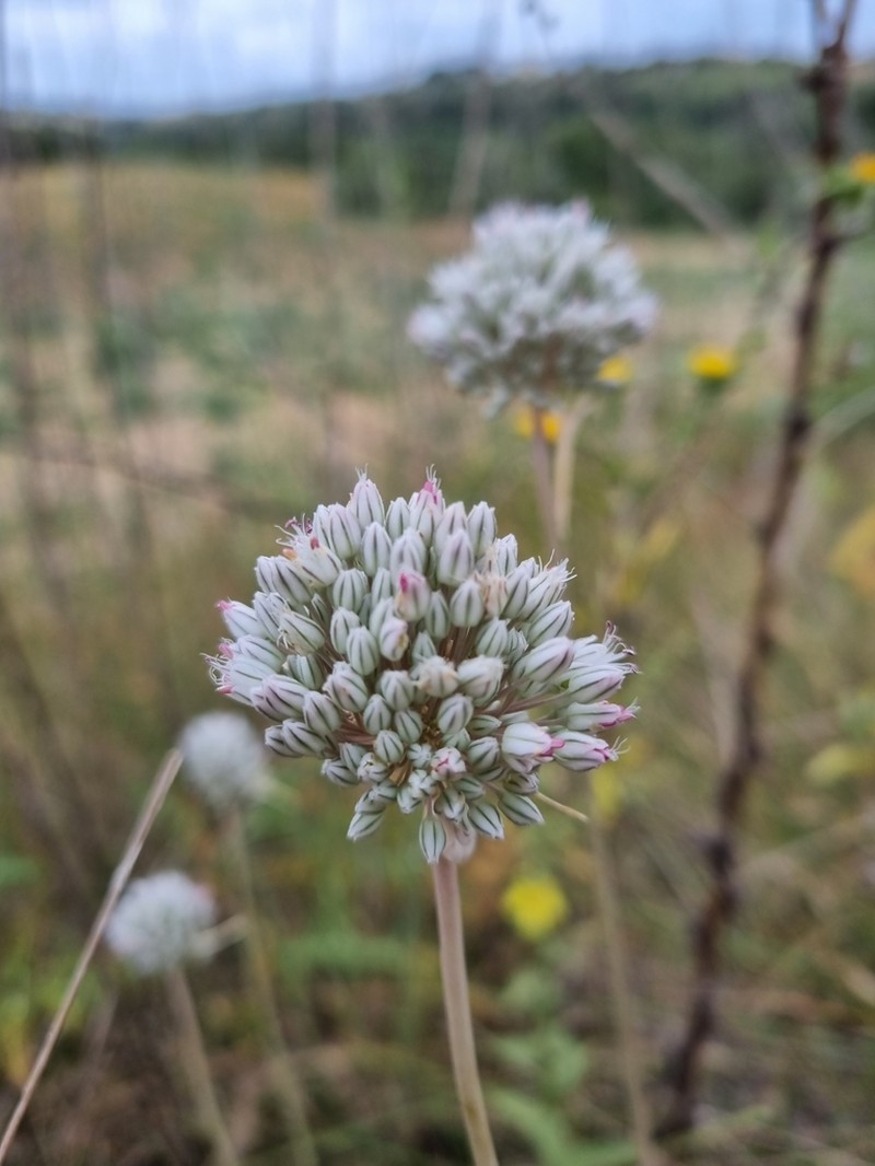 Allium baeticum photo 8