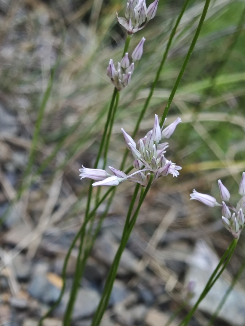 Allium balcanicum