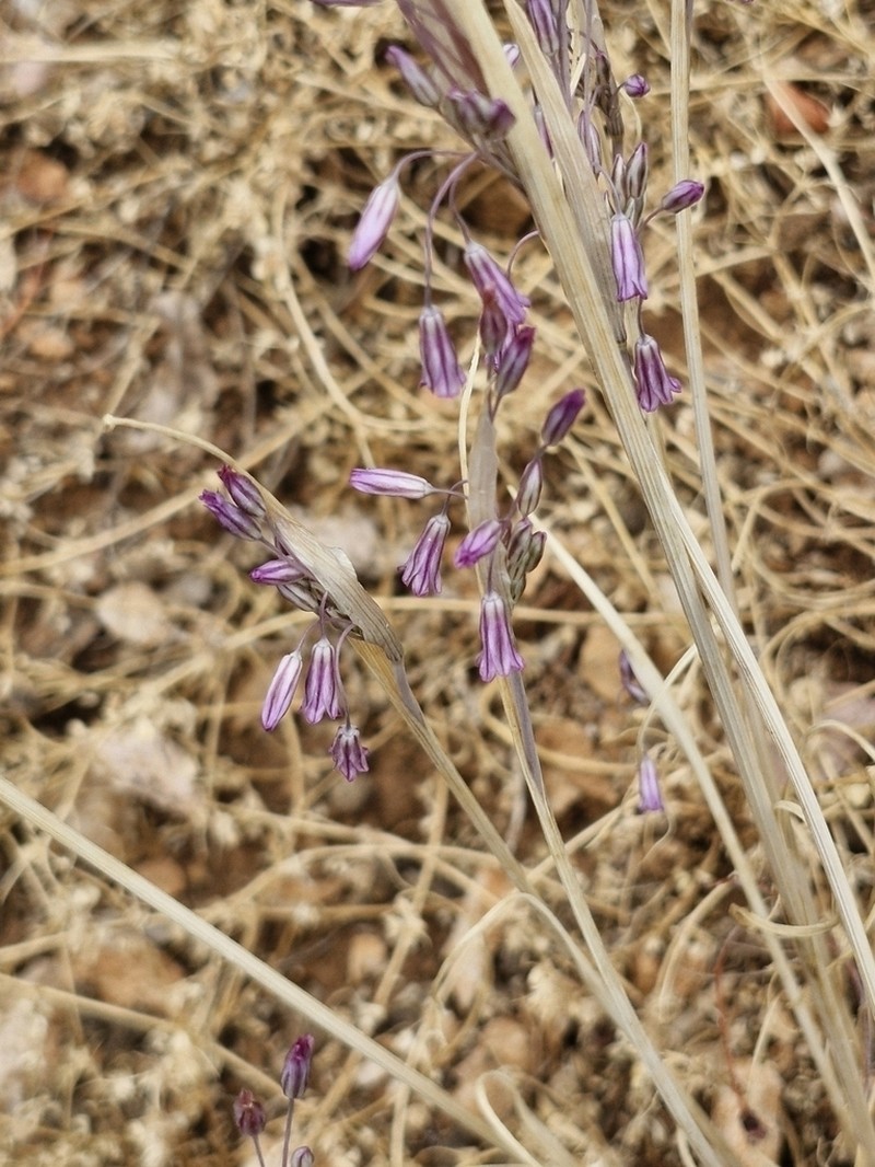 Allium balcanicum photo 2