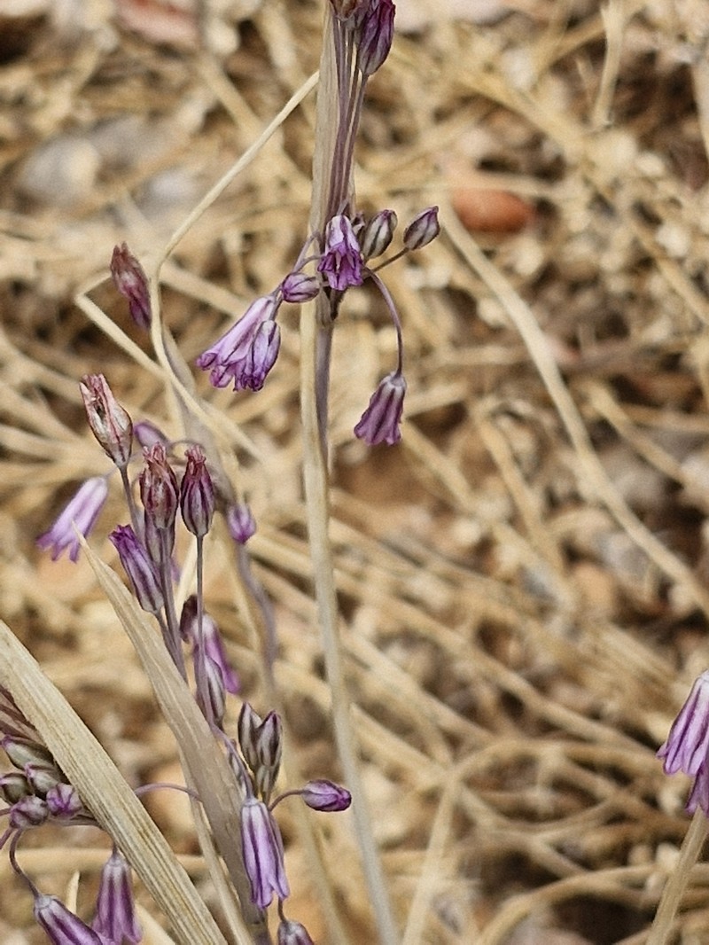 Allium balcanicum photo 4