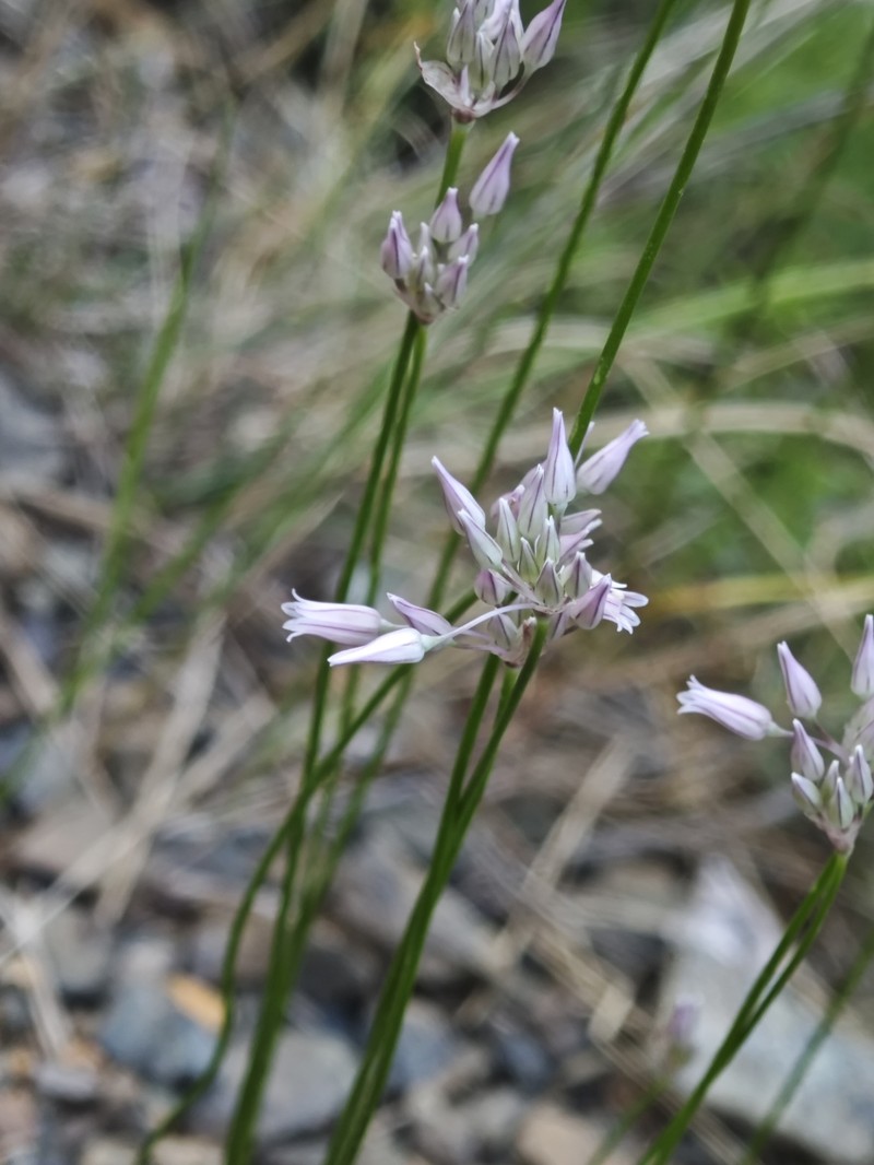 Allium balcanicum photo 5