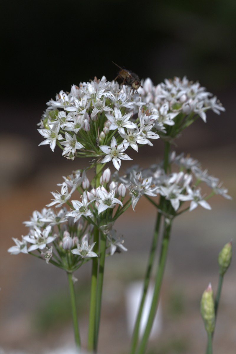 Allium barsczewskii