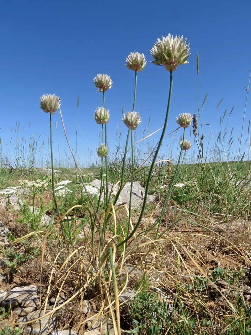 Allium barsczewskii photo 2
