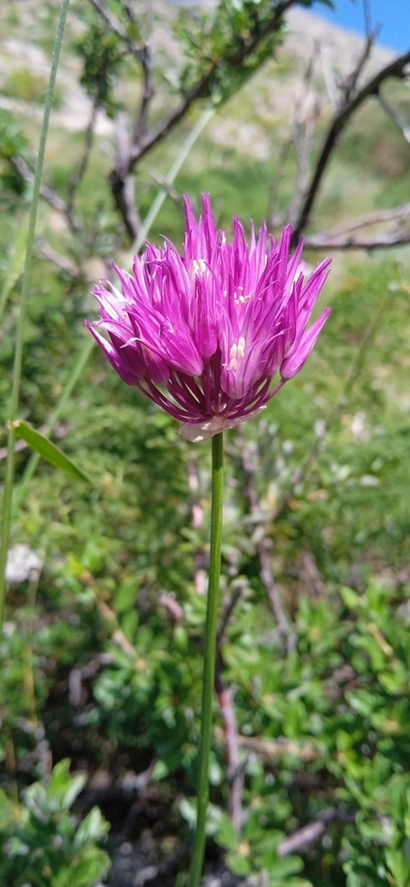 Allium barsczewskii photo 4