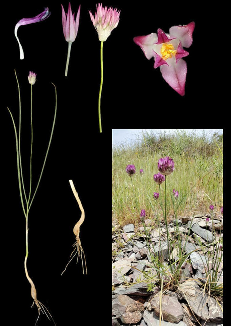 Allium barsczewskii photo 5