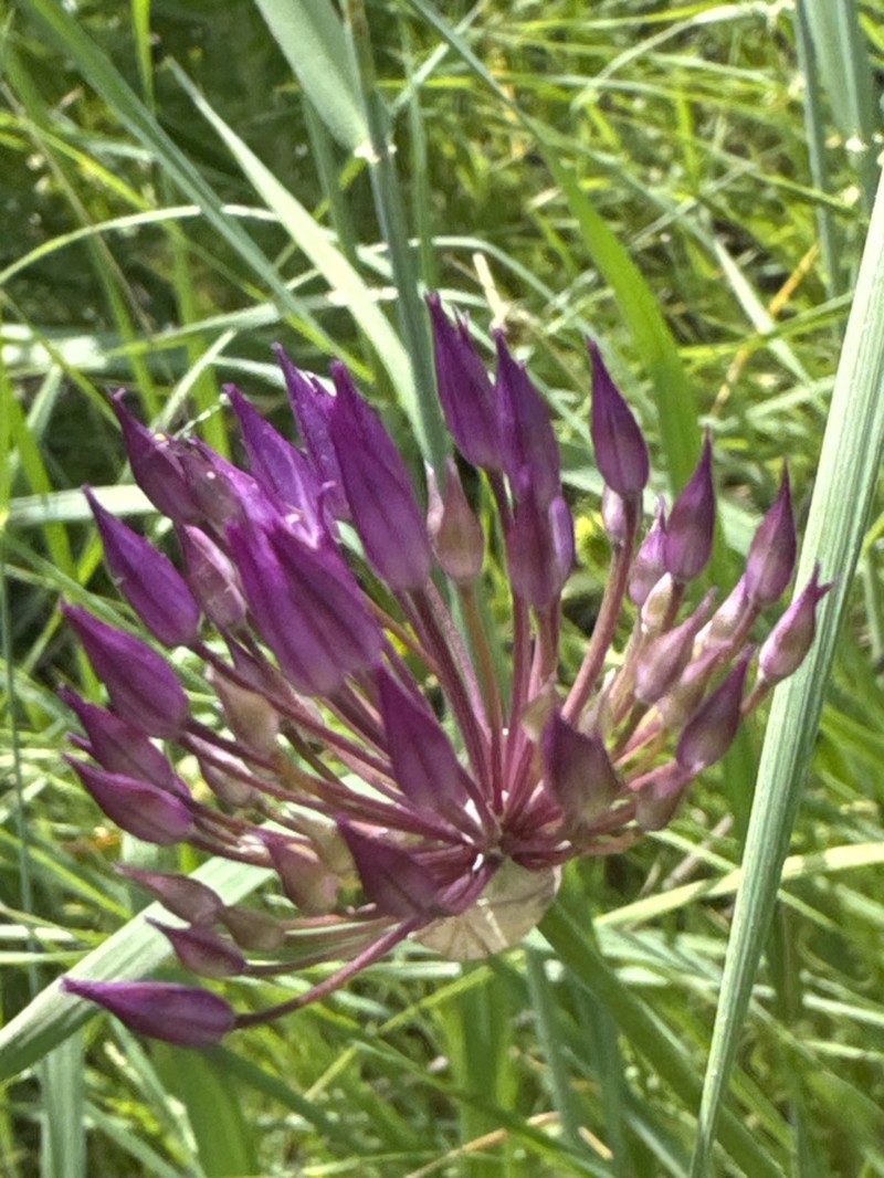 Allium barsczewskii photo 6