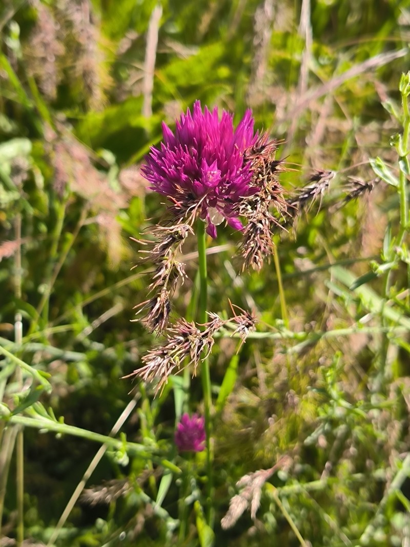 Allium barsczewskii photo 8