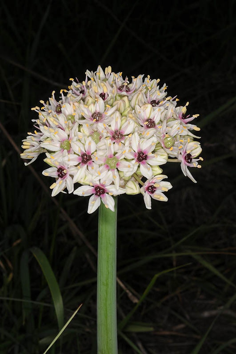 Allium basalticum