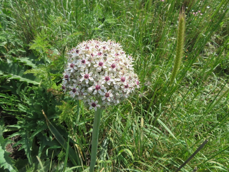 Allium basalticum photo 2