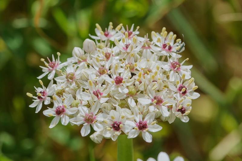 Allium basalticum photo 3