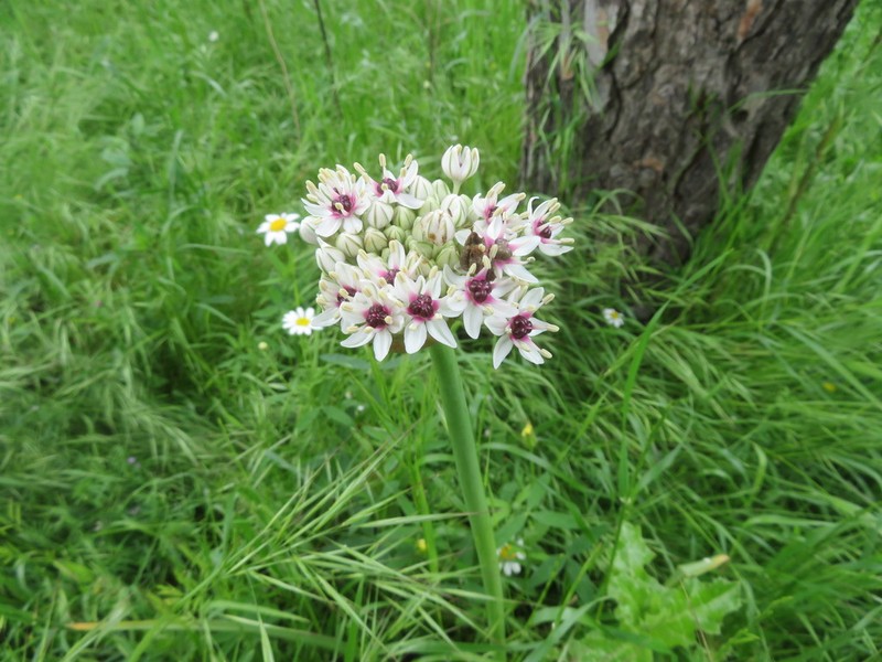Allium basalticum photo 4