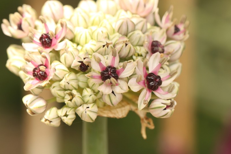 Allium basalticum photo 5