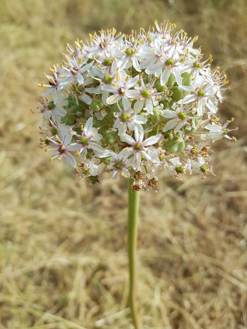 Allium basalticum photo 6