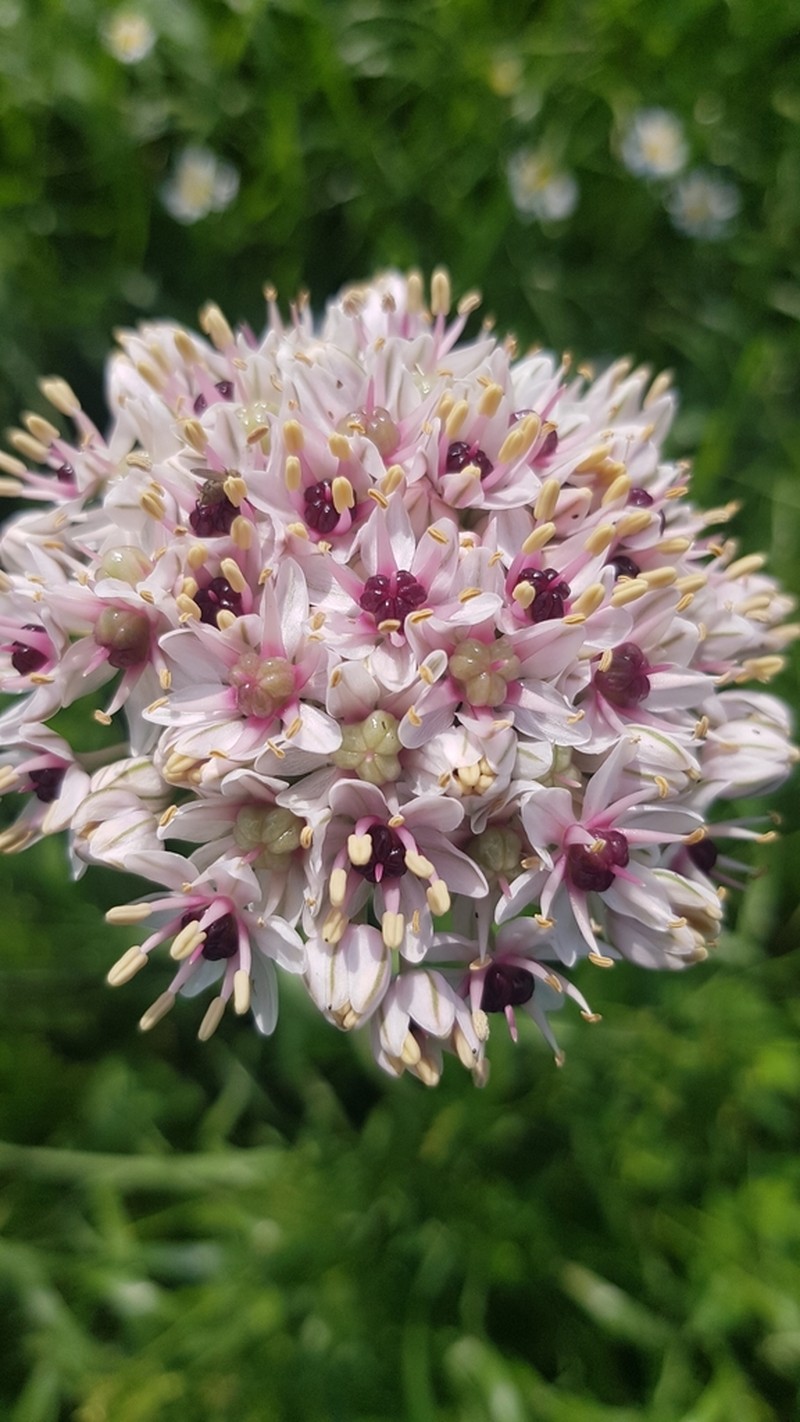 Allium basalticum photo 7