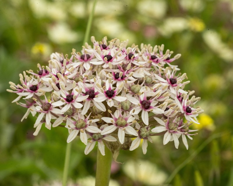 Allium basalticum photo 8