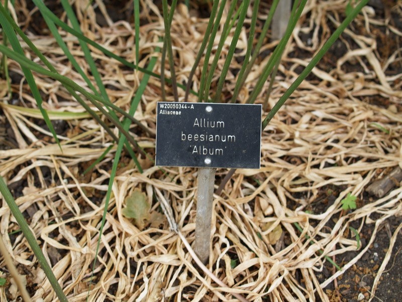 Allium beesianum photo 4